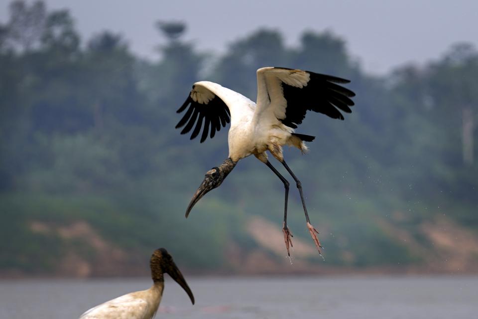 A wood stork flies, in Carauari, Brazil, Tuesday, Sept. 6, 2022. A Brazilian non-profit has created a new model for land ownership that welcomes both local people and scientists to collaborate in preserving the Amazon, the world's largest tropical forest. (AP Photo/Jorge Saenz)