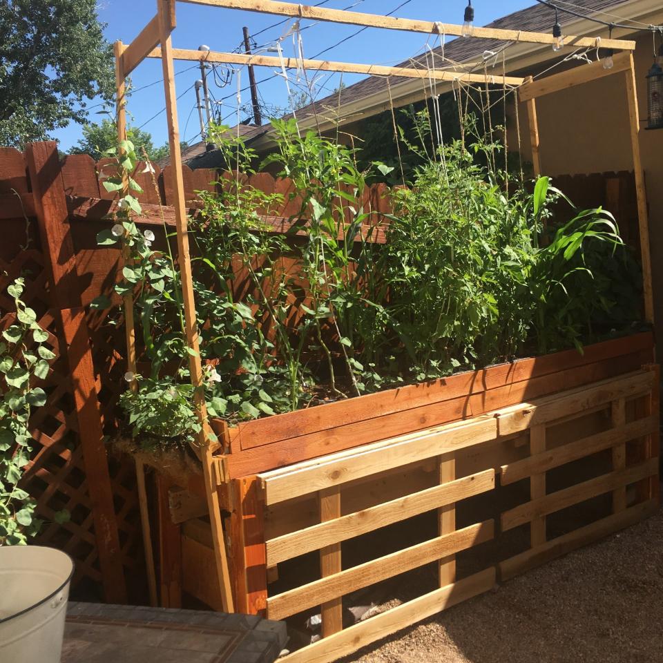 A small garden for a small yard, but it is yielding tomatoes and herbs. Notice the strings to hold some plants upright.