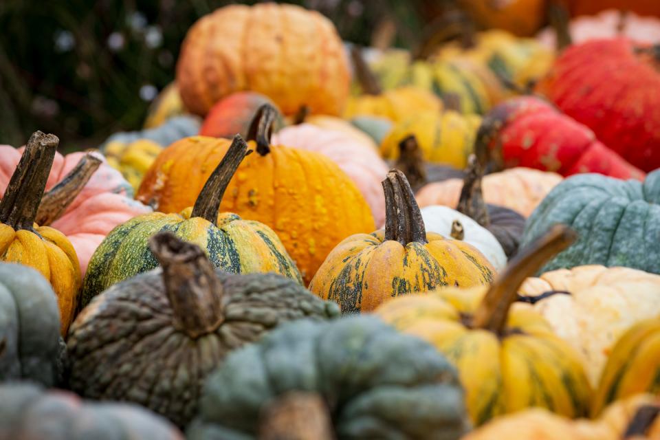 Pumpkins of various shapes, sizes and colors line the front of the farm stand at the Hentze Family Farm near Junction City.