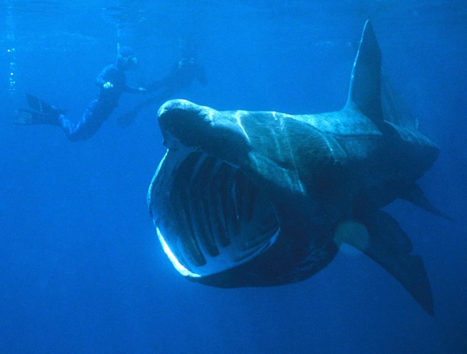 Basking sharks are very large and use their gaping mouths to feed on tiny plankton at the surface of the water, as seen in this undated photo with human divers.