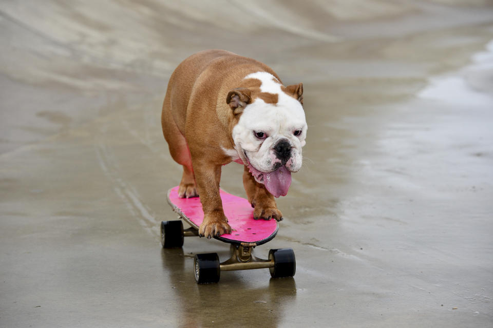 <em>Pumpkin the bulldog has become an internet sensation after learning to skateboard (Picture: SWNS)</em>