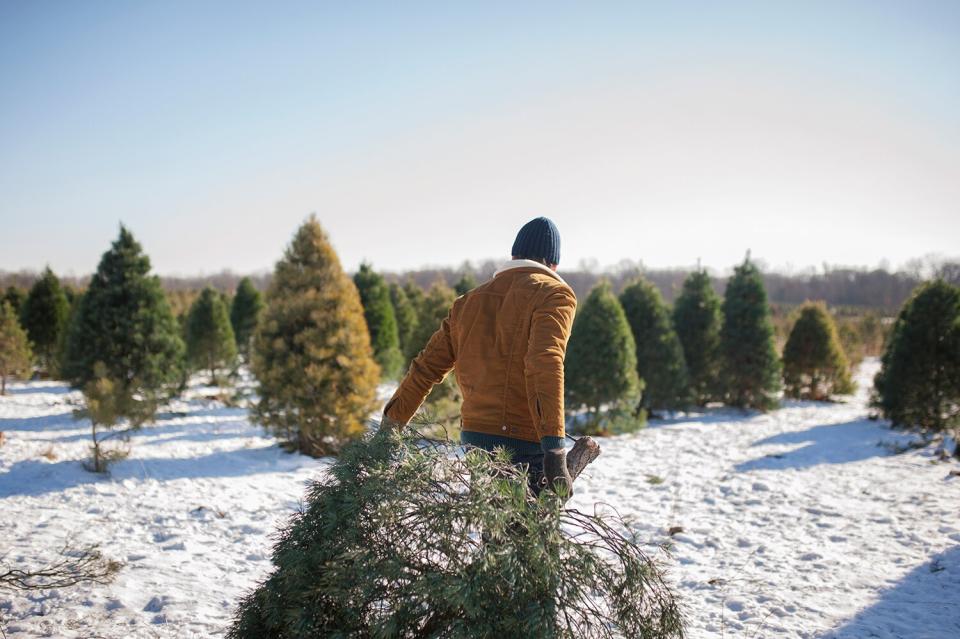 Christmas tree farm