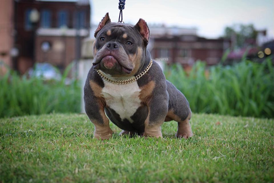 An example of a micro bully.