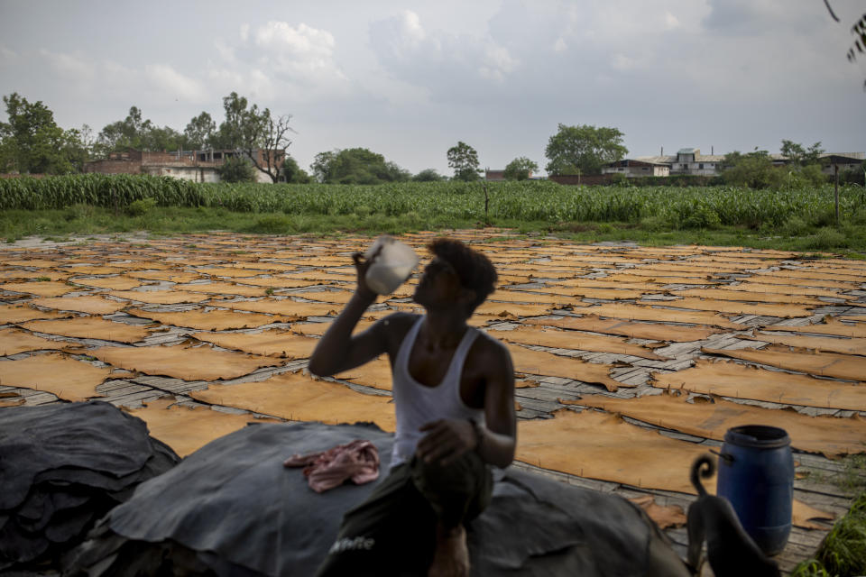 An Indian worker drinks water as processed rawhide are laid to dry at a tannery in Kanpur, an industrial city on the banks of the river Ganges known for its leather tanneries and relentless pollution, in the northern Indian state of Uttar Pradesh, India, Wednesday, June 24, 2020. Kanpur city produces an estimated 450 million liters of municipal sewage and industrial effluent daily, much of which flowed directly into the Ganges until recently. Today that number is lower, though it's not clear by how much, after a Ganges cleanup project closed some drains and diverted industrial pollution to treatment plants. (AP Photo/Altaf Qadri)