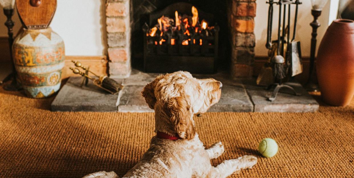 sandy coloured cockapoo lies in front of an open fire with his ball