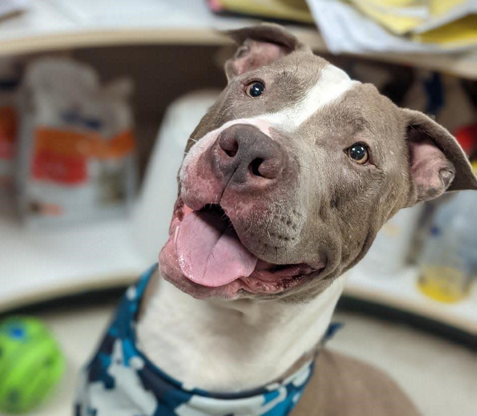 Tank, a 3-year-old mixed breed, is available for adoption through the Suncoast Humane Society, 6781 San Casa Drive, Englewood.