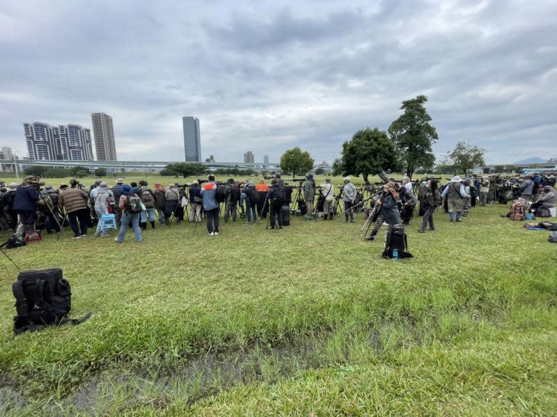 重砲搶拍過境稀有鳥沙䳭