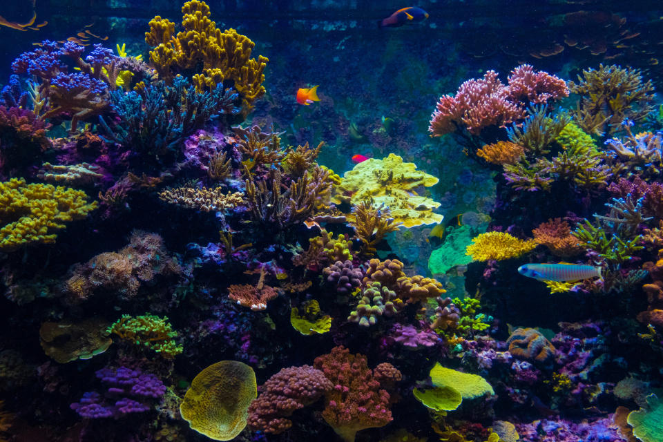 A colorful area of the Great Barrier Reef