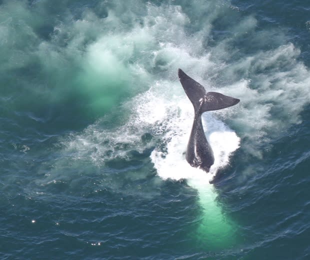 Center for Coastal Studies/NOAA