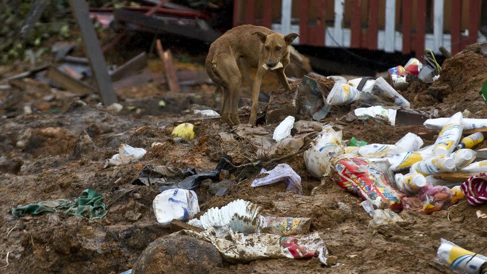 A stray dog rummages through debris in La Pintada, state of Guerrero, Mexico, in 2013, as heavy rains hit the country. - Ronaldo Schemidt/AFP/Getty Images