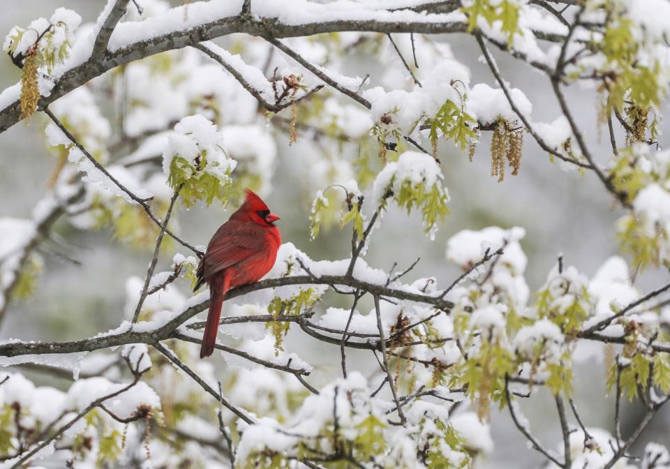 A cardinal seems perplexed by the snow as it hunkers on a tree branch in Floyds Knobs Wednesday morning. Around four-tenths of an inch fell Tuesday night. Temperatures will dip to 28 degrees Wednesday night, creating freeze warnings. April 21, 2021