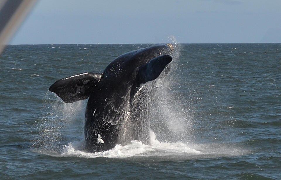 A Southern Right Whale breaches on September 5, 2013 in Hermanus, which has become known as a mecca for whale watching. During the southern hemisphere winter months (June - October) the Southern Right Whales migrate to the coastal waters of South Africa, with in excess of 100 whales known to be in the Hermanus area. Whilst in the area, the whales can be seen with their young as they come to Walker Bay to calve and mate. AFP PHOTO / ALEXANDER JOE