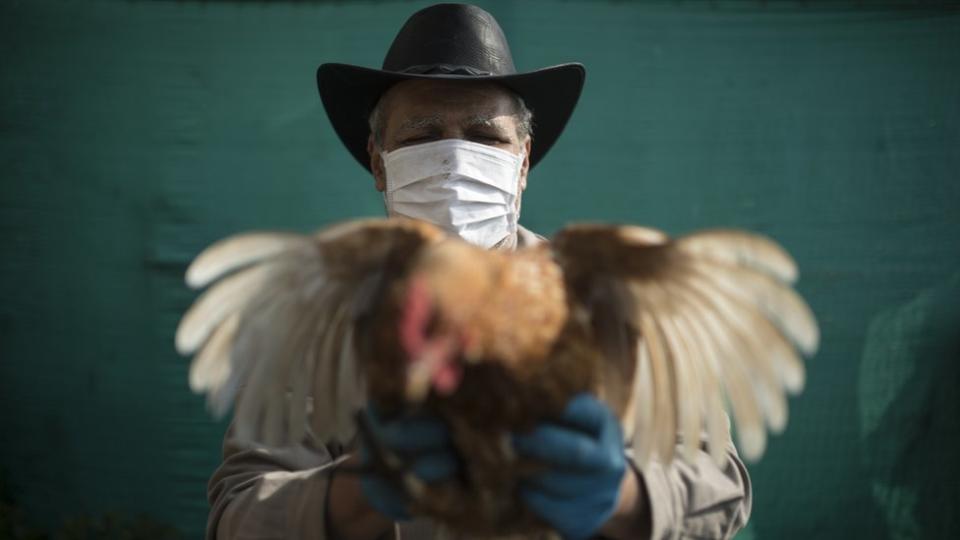 Carlos Alberto Escalona Vegas, de 60 años, es un campesino colombiano que vive de lo que producen sus pollos y el huerto de fresas. Todas las mañanas revisa a sus "niñas pequeñas" para ver su estado de salud. Chía, Colombia.