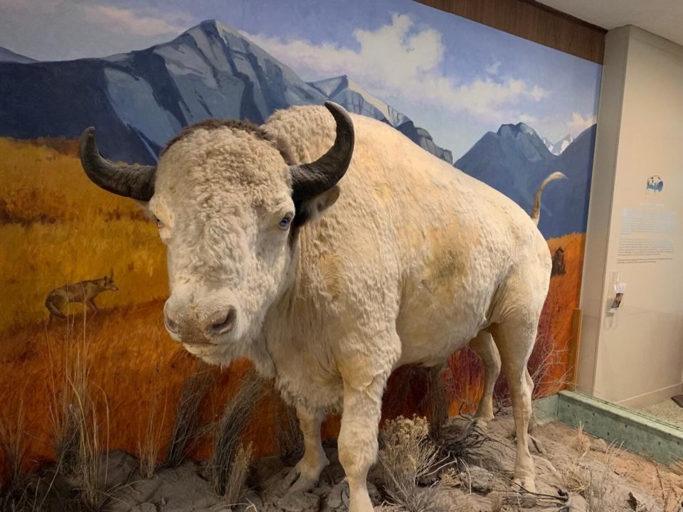 Big Medicine, a sacred white bison, who lived his entire life from 1933 to 1959 on the National Bison Range. Today, he’s on display at the Montana History Center in Helena.