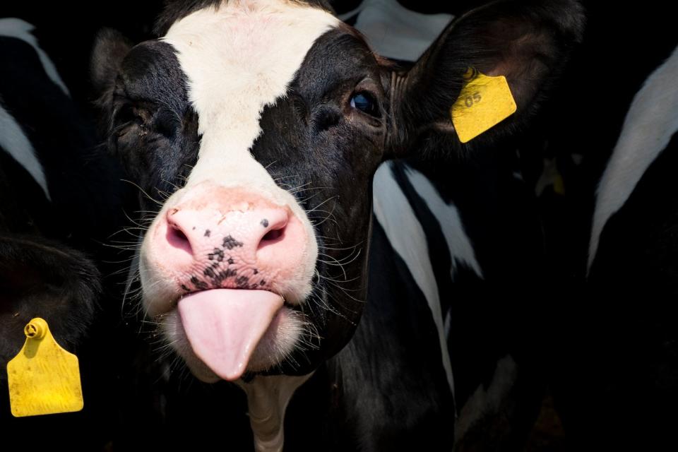 Bei Milch sind die Erzeugerpreise laut Statistischem Bundesamt im September am drastischsten angestiegen. - Copyright: Getty Images/Ivan