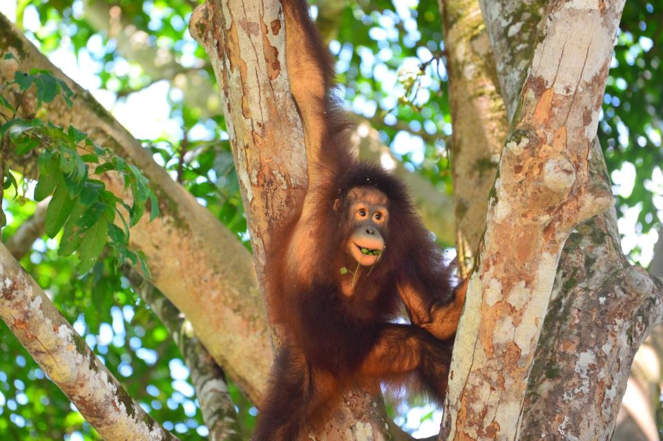 Orangutan release