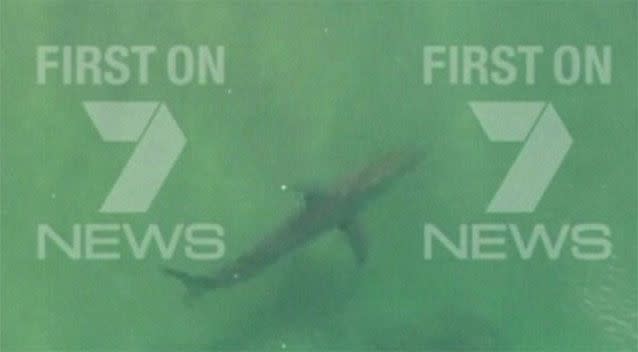 The 7 News helicopter captured the shark at Ballina. Image: 7 News