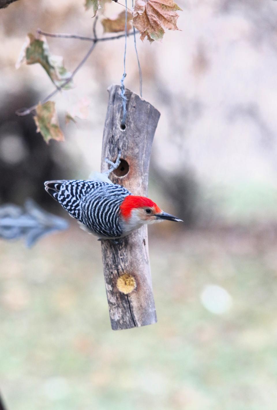 A red-bellied woodpecker balances on a suet feeder with his zygodactyl feet.