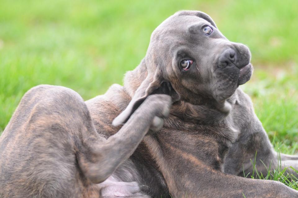 Cane corso dog scratches ear outside while laying down