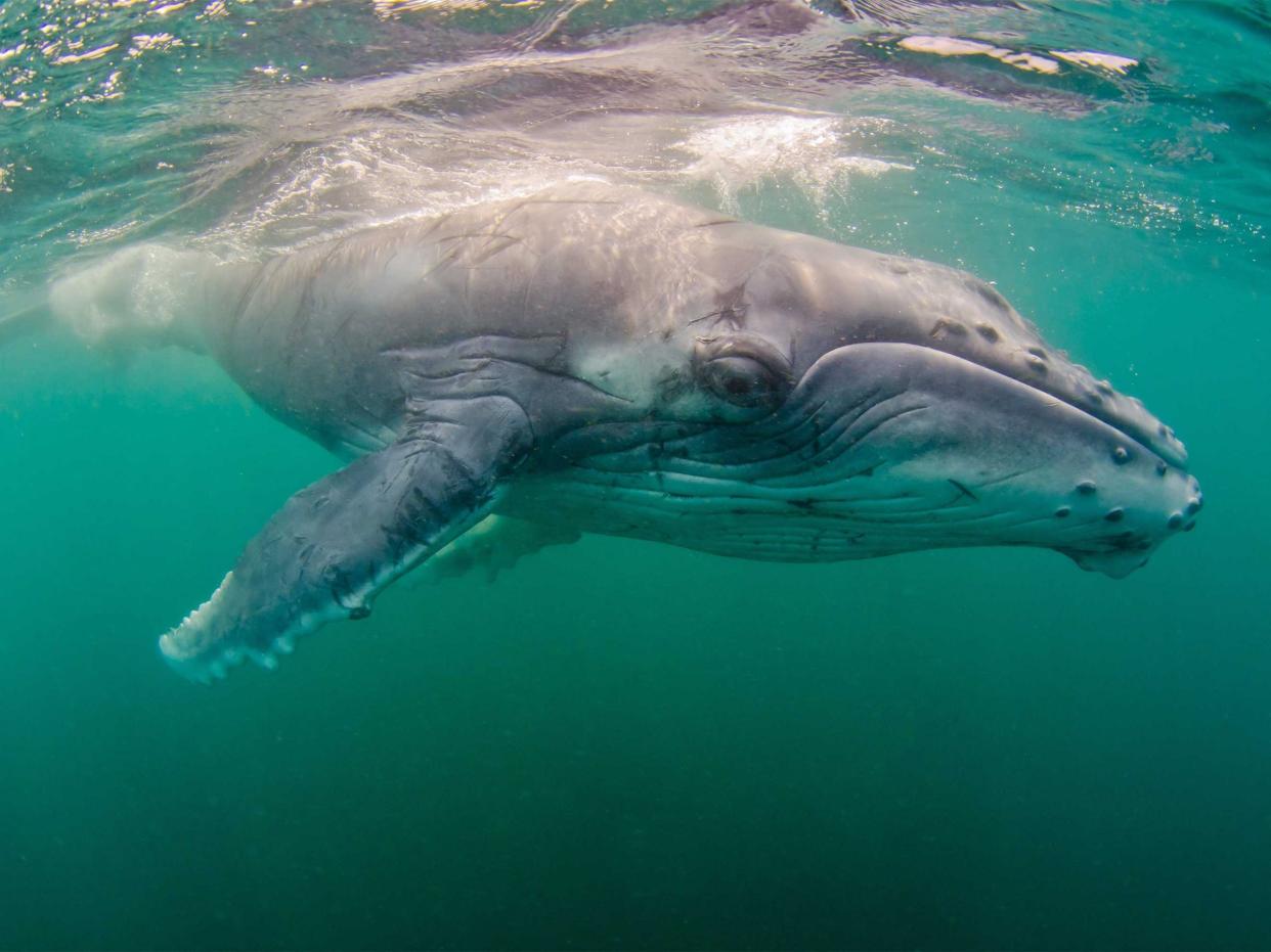 humpback whale