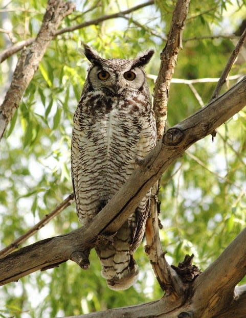 An adult great horned owl watches his surroundings.