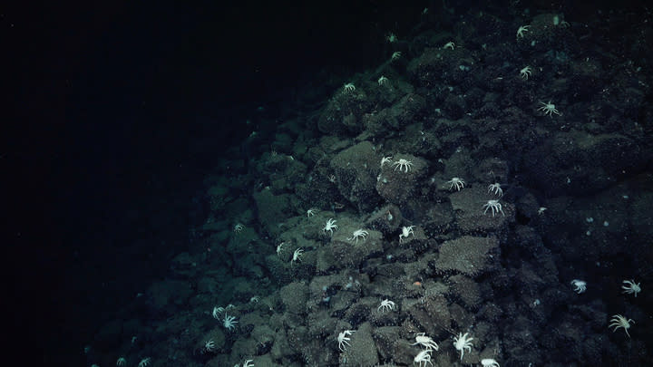  Dark deep sea image of scattered white crabs on rocks. 