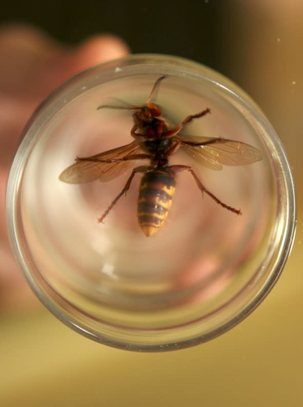 Man discovers deadly Asian hornet in Manchester