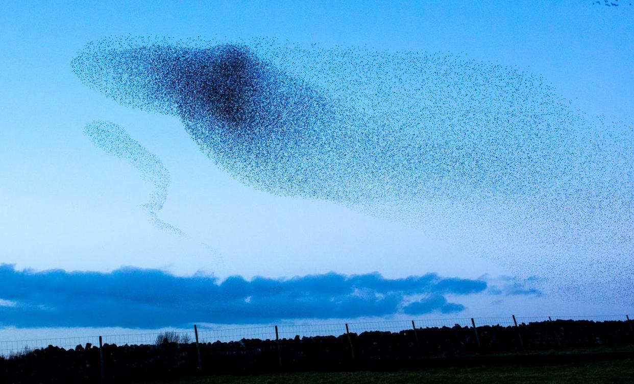 Murmurations can have as many as 750,000 birds flying in unison. <a href="https://www.gettyimages.com/detail/photo/murmuration-of-starlings-royalty-free-image/481428151" rel="nofollow noopener" target="_blank" data-ylk="slk:mikedabell/iStock via Getty Images;elm:context_link;itc:0;sec:content-canvas" class="link ">mikedabell/iStock via Getty Images</a>