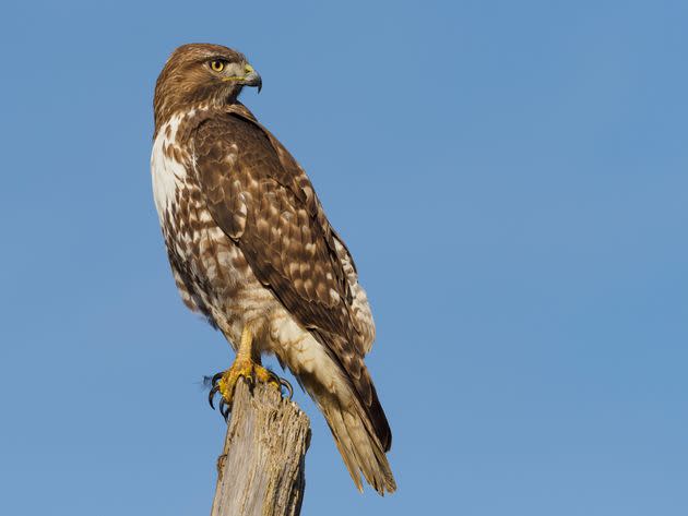 A young red-tailed hawk in Oregon.