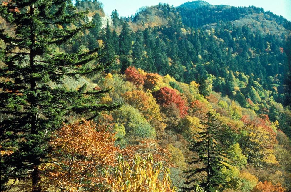 “It’s possible to walk among a grove of trees that have been there 200 years or more. Some are as tall as the Statue of Liberty,” Hoff says of Great Smoky Mountains National Park. “There are more species of trees in the park than in all of Europe.”