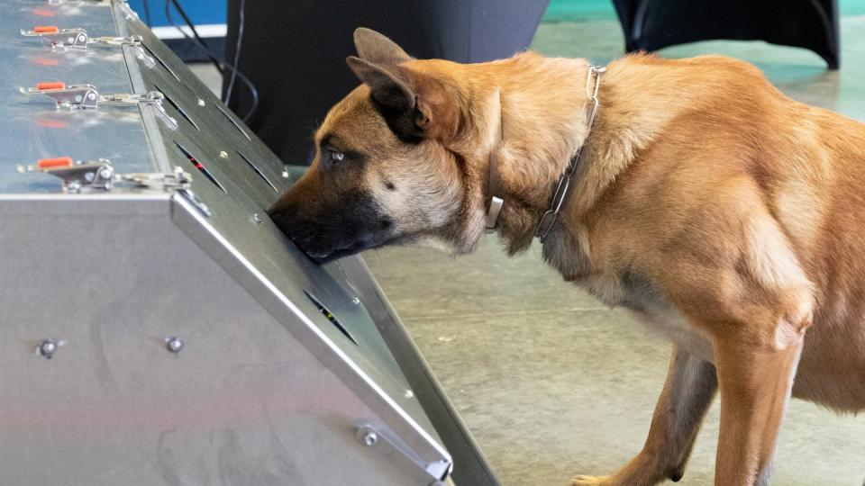 Donnie ist ein Spürhund der Bundeswehr. Er ist ein belgischer Schäferhund, auch bekannt unter der Bezeichnung Malinois. Aktuell erhält Donnie seine dritte Ausbildung zum Corona-Spürhund.