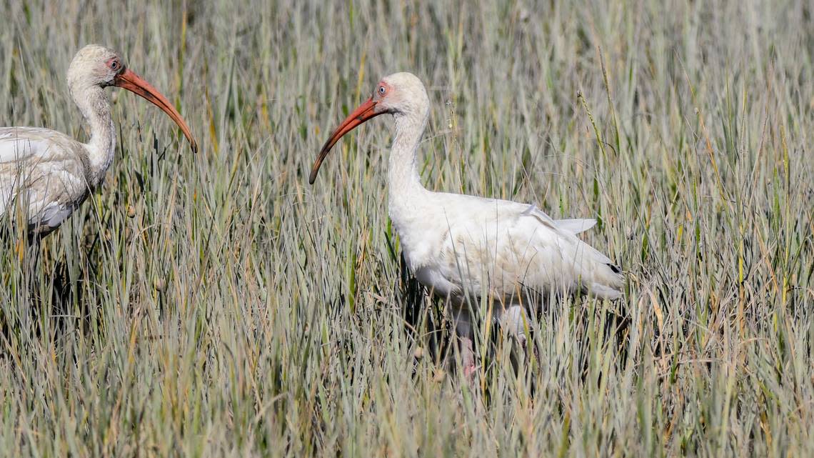 A pair of immature white Ibis forage on Sept. 21, 2023 in the marshes of Pinckney Island National Wildlife Refuge near Hilton Head Island.