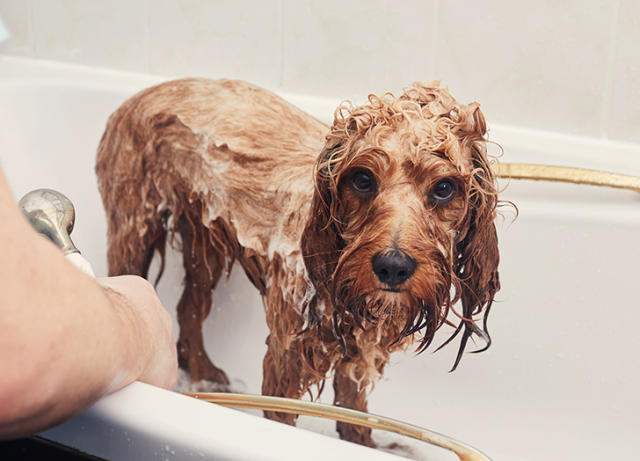 how soon can you give a puppy a bath