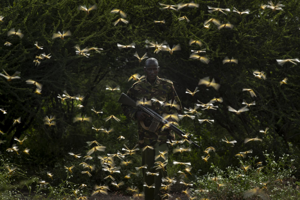 FILE - In this Saturday, Feb. 1, 2020 file photo, ranger Gabriel Lesoipa is surrounded by desert locusts as he and a ground team relay the coordinates of the swarm to a plane spraying pesticides, in Nasuulu Conservancy, northern Kenya. Locusts, COVID-19 and deadly flooding pose a "triple threat" to millions of people across East Africa, officials warned Thursday, May 21, 2020 while the World Bank announced a $500 million program for countries affected by the historic desert locust swarms. (AP Photo/Ben Curtis, File)