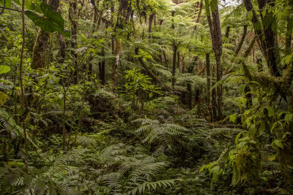 The cloud forest in Bolivia.