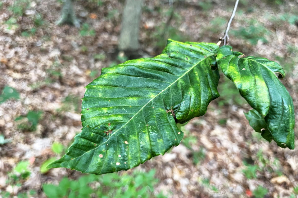 one of the telltale symptoms of Beech leaf disease is dark bands forming in the leaves of Beech trees (Rich Schapiro / NBC News)