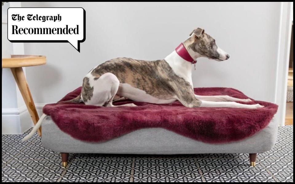 Omlet Topology Dog Bed best dog beds