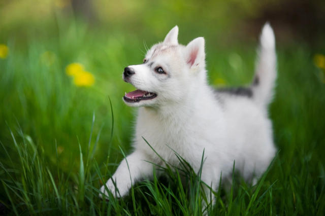 baby husky white