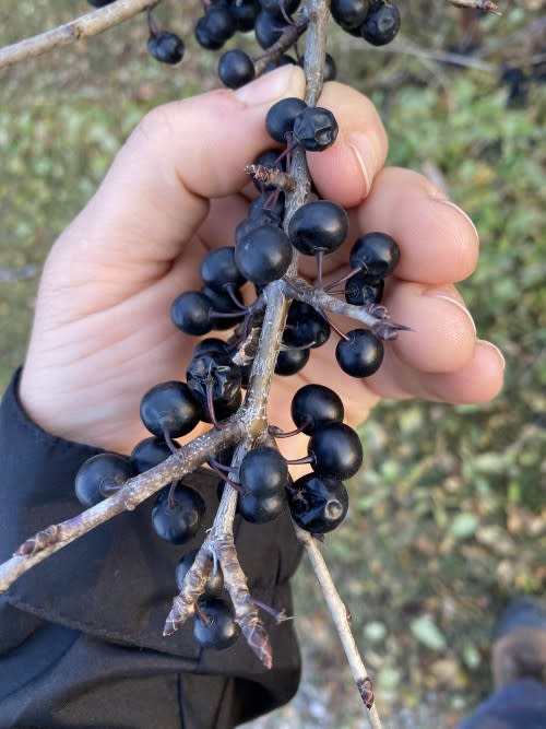 Courtesy of Jeff Dickie, Field Forest Technician/provided: Buckthorn 