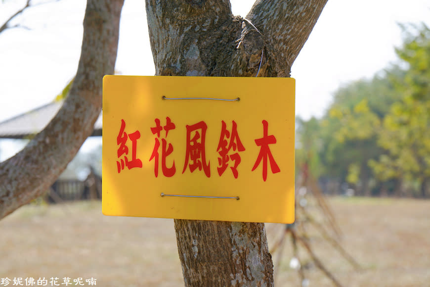 屏東新埤鄉綜合休閒公園｜向日葵花海