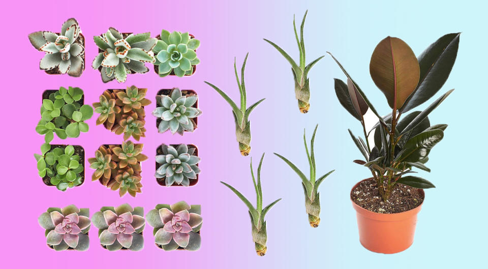 Yes, you can keep these succulents, air plants, and rubber plants alive at home! (Photo: Amazon)