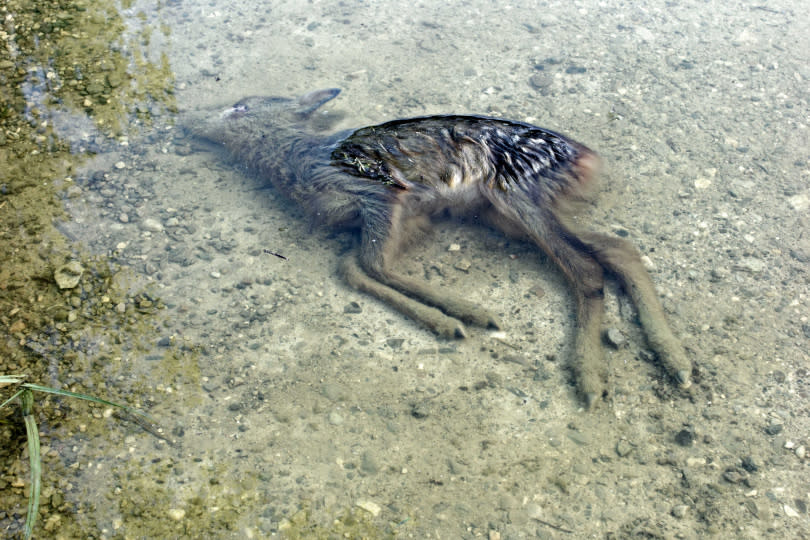 美國美國國家公園管理局說法，他們在黃石湖附近發現一隻「殭屍鹿」死亡。（示意圖／達志／美聯社）