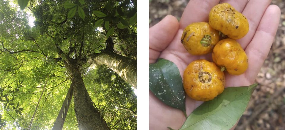 Eugenia paranapanemensis. Valdemarin et al.