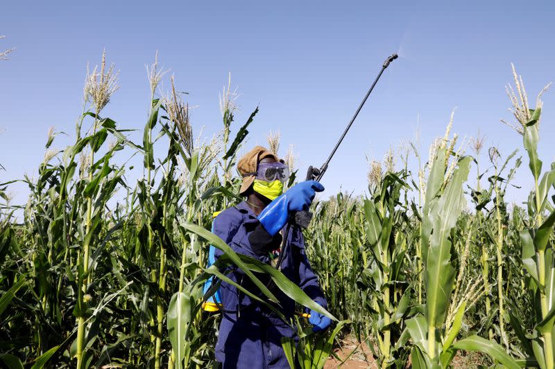 A man sprays pesticides against desert locust in a maize field in the village of Nadooto near the town of Lodwar, Turkana county