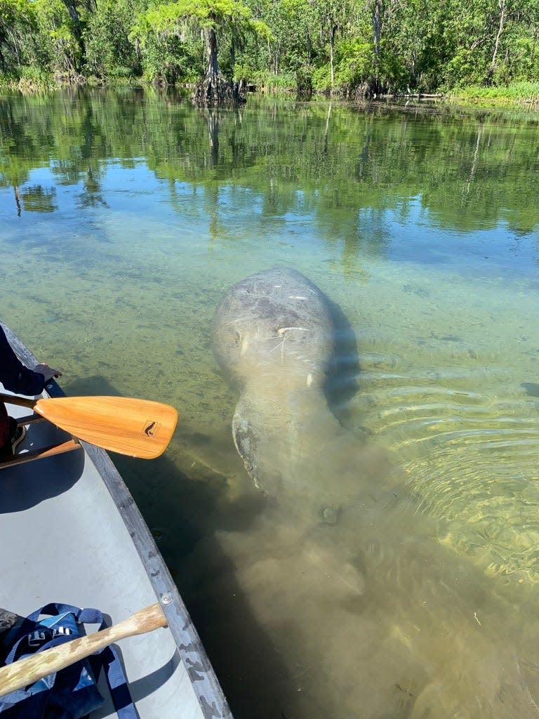 A beautiful manatee swims next to our kayak on the Wakulla River.