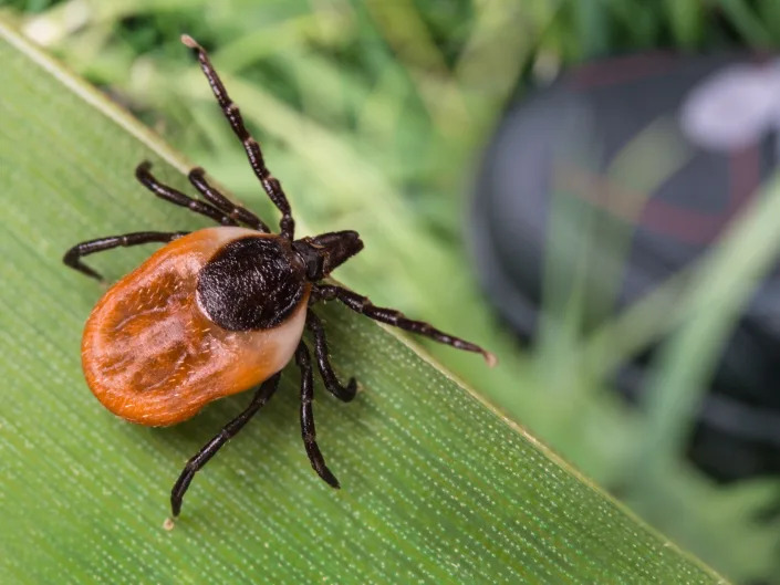 black legged tick on a blade of grass