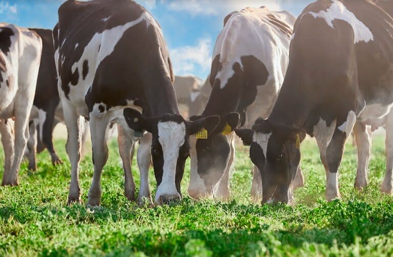 La leche que utiliza la firma proviene de 600 establecimientos ubicados en Buenos Aires, Córdoba, Santa Fe, Entre Ríos, La Pampa, San Luis y Río Negro