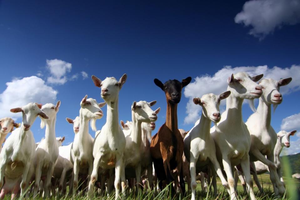 The remote Italian island is home to about 100 residents and about 600 wild goats, according to CNN. Per Tillmann – stock.adobe.com