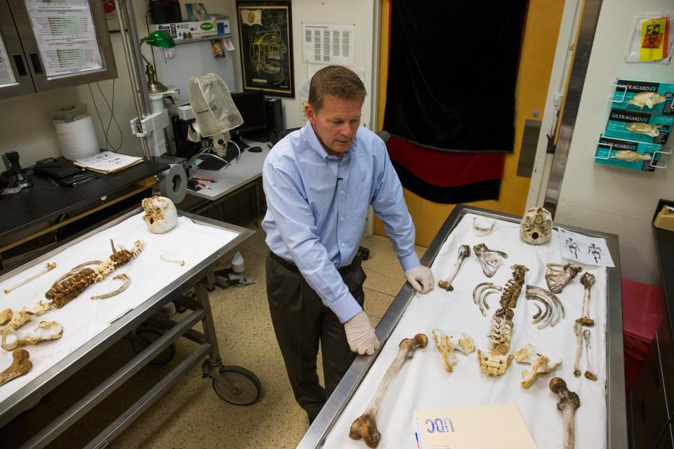Pima County's chief medical examiner, Dr. Gregory Hess, stands over the remains of an unidentified border crosser found in the Arizona desert in 2017, at office in Tucson.