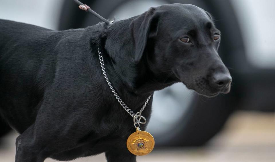 Wake County Deputy Ned Byrds service dog Sasha is escorted by the North Carolina State Highway Patrols Caisson Unit to Byrds funeral at Providence Baptist Church on Friday, August 19, 2022 in Raleigh, N.C.